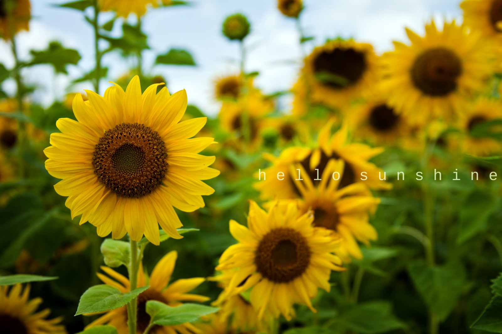 fiore, girasole, giallo, semi di girasole, pianta fiorita, famiglia delle margherite, pianta, pianta annuale, petalo, campo