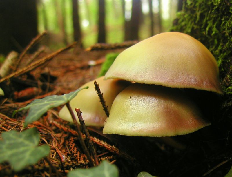 mushroom, funghi, fungo, mushrooms mushroom, funghi, fungo, mushrooms