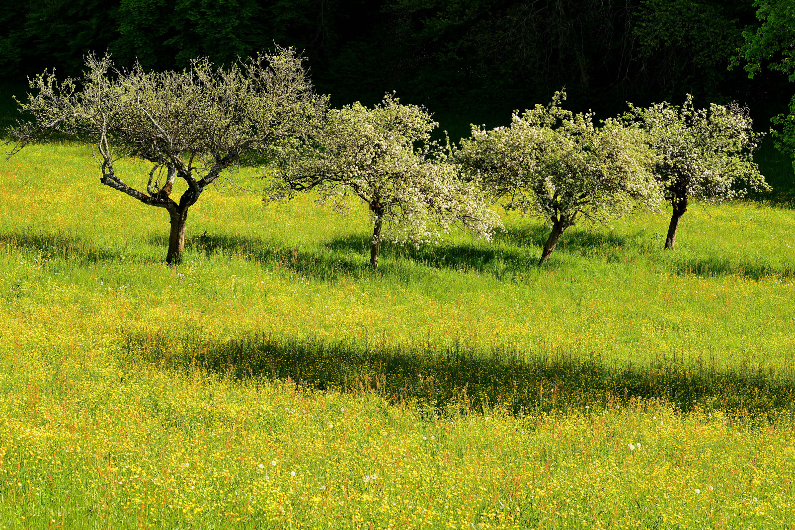 自然, 草, フィールド, 緑, スイス, 花, マイ, ローザンヌ, 湿地, 木, 秋, 葉, 花, 草原, 工場, フローラ, 牧草地, 植生, 草原, フール, アルブ, ロマン, ワイルドフラワー, 芝生, プリント, イブ, 声, ポーデックス, 森林, カンタン, 草原, キクブス, 農村地域, 生息地, 自然環境, 生態系, 低木, 草家, サバンナ