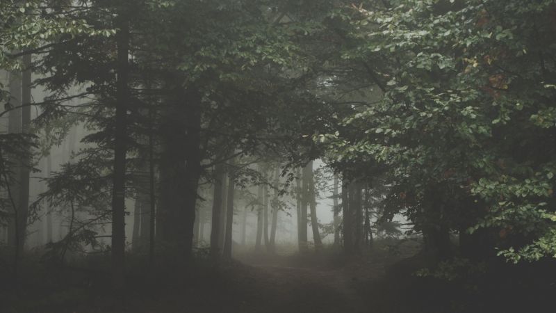 slunečnímu záření, stromy, krajina, les, listy, temný slunečnímu záření, stromy, krajina, les, listy, temný
