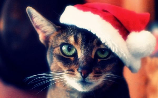 cats,1680x1050 px,animals,Christmas,eyes,face