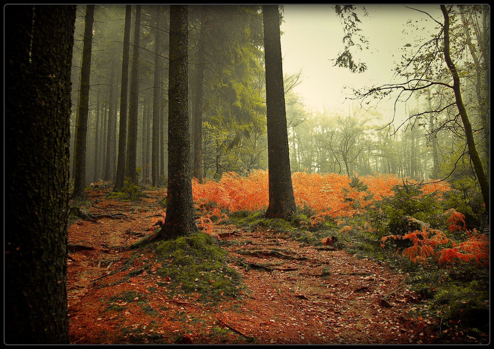 แสงแดด, ป่า, ตก, ธรรมชาติ, ไม้, สาขา, เช้า, เยอรมนี, หมอก, มายากล, ฝุ่น, โคโลญ, ศิลปะ, ต้นไม้, ฤดูใบไม้ร่วง, หมอก, ใบไม้, ปลูก, ฤดู, ความมืด, ความคิดสร้างสรรค์, ขลัง, ลึกลับ, anawesomeshot, naturesfinest, Herst, theunforgettablepictures, aplusphoto, golddragon, platinumphoto, goldstaraward, Oberberg, วากามาราม, ป่าไม้, topofthefog, 22102008, farn, ถิ่นที่อยู่, สภาพแวดล้อมทางธรรมชาติ, ปรากฏการณ์บรรยากาศ, ไม้ยืนต้น, ระบบนิเวศ