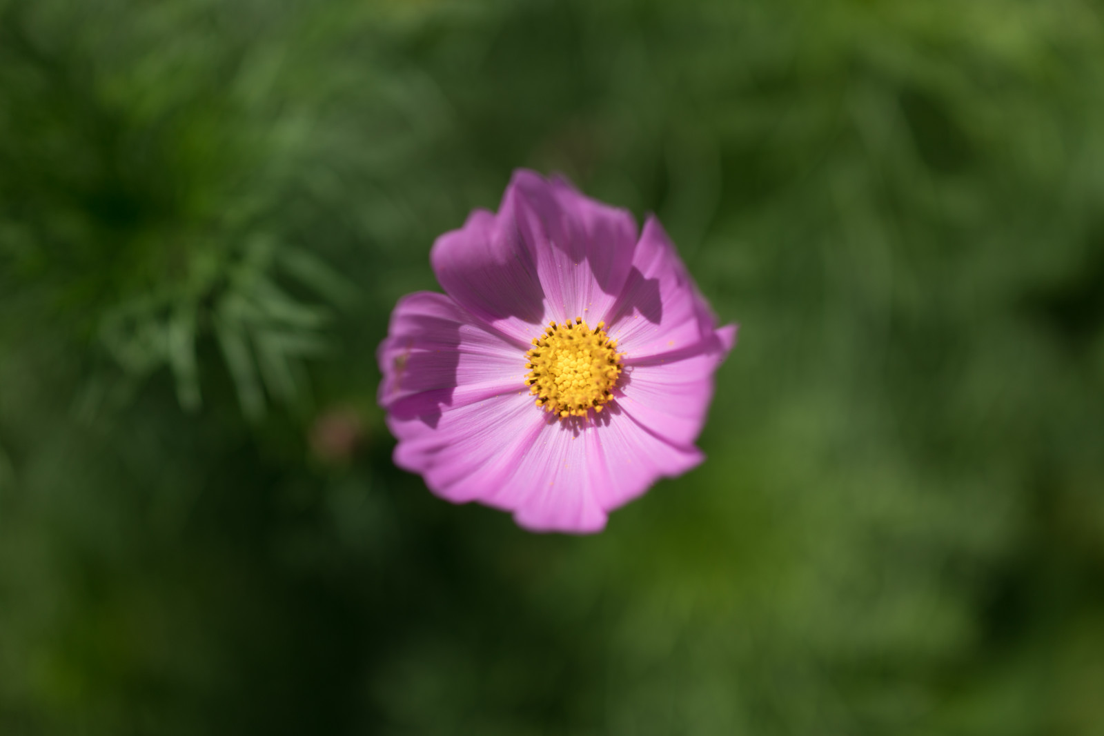 Japonsko, Příroda, tráva, pole, Sony, květ, Tokio, RX1R, jp, květ, rostlina, kosmos, flóra, CC, Zeiss, okvětní lístek, louka, Hamarikyu, hamarikyugardens, rx, rx1, rx1rm2, rx1rmark2, CreativeCommons, divoká rostlina, botanika, suchozemská rostlina, kvetoucí rostlina, jednoletá rostlina, makro fotografie, závod stonek, daisy rodina, zahrada kosmos
