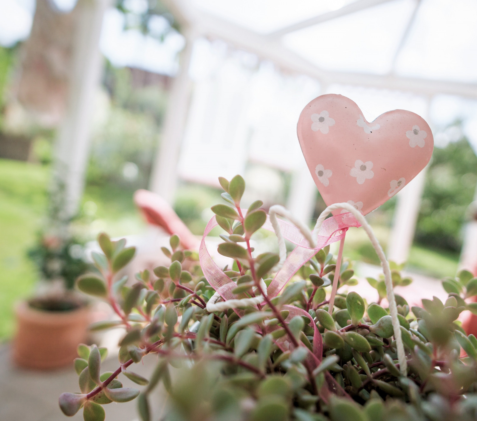 แสงแดด, สีขาว, สวน, หัวใจ, หญ้า, สาขา, สีเขียว, ผ้าม่าน, ริบบิ้น, สีชมพู, ฤดูใบไม้ผลิ, กระถางดอกไม้, ใบไม้, ดอกไม้, ปลูก, กลางแจ้ง, พืช, dof, samyang, กลีบดอก, ระเบียง, rosa, Weis, การ์เด้น, pflanze, sonya6000, Sonnenlicht, Herz, terrasse, schleife, บ่น, potplant, topfpflanze, vorh nge