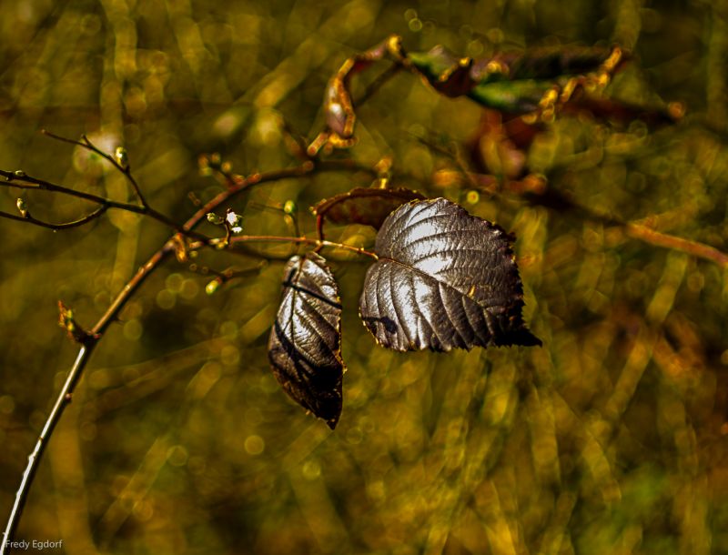 sunlight,forest,branch,wildlife,bokeh,f14