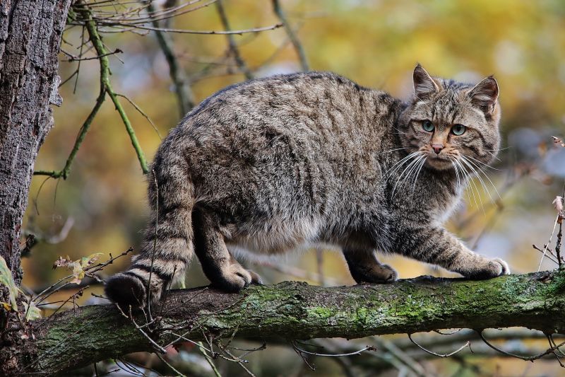 europ ischewildkatzefelissilvestrissilvestris,猫,野猫,野马
