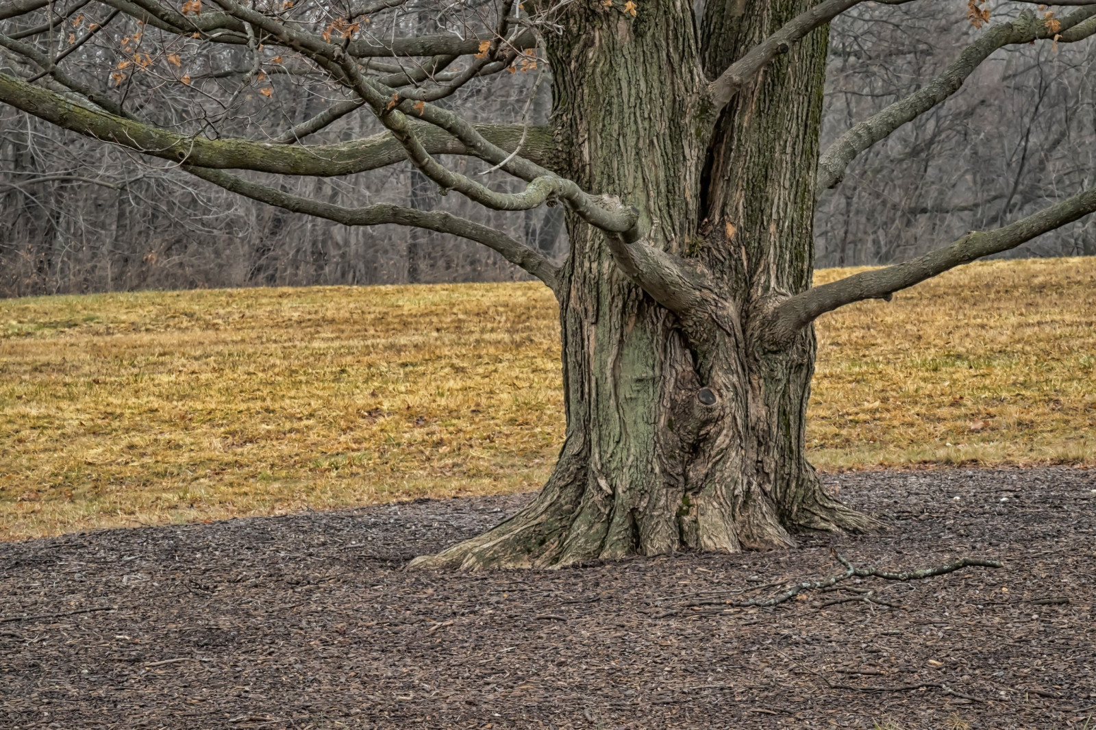 stromy, krajina, les, Příroda, dřevo, větev, dub, strom, podzim, list, rostlina, zálesí, háj, půda, botanika, suchozemská rostlina, kvetoucí rostlina, dřevina, kufr, závod stonek, opadavý