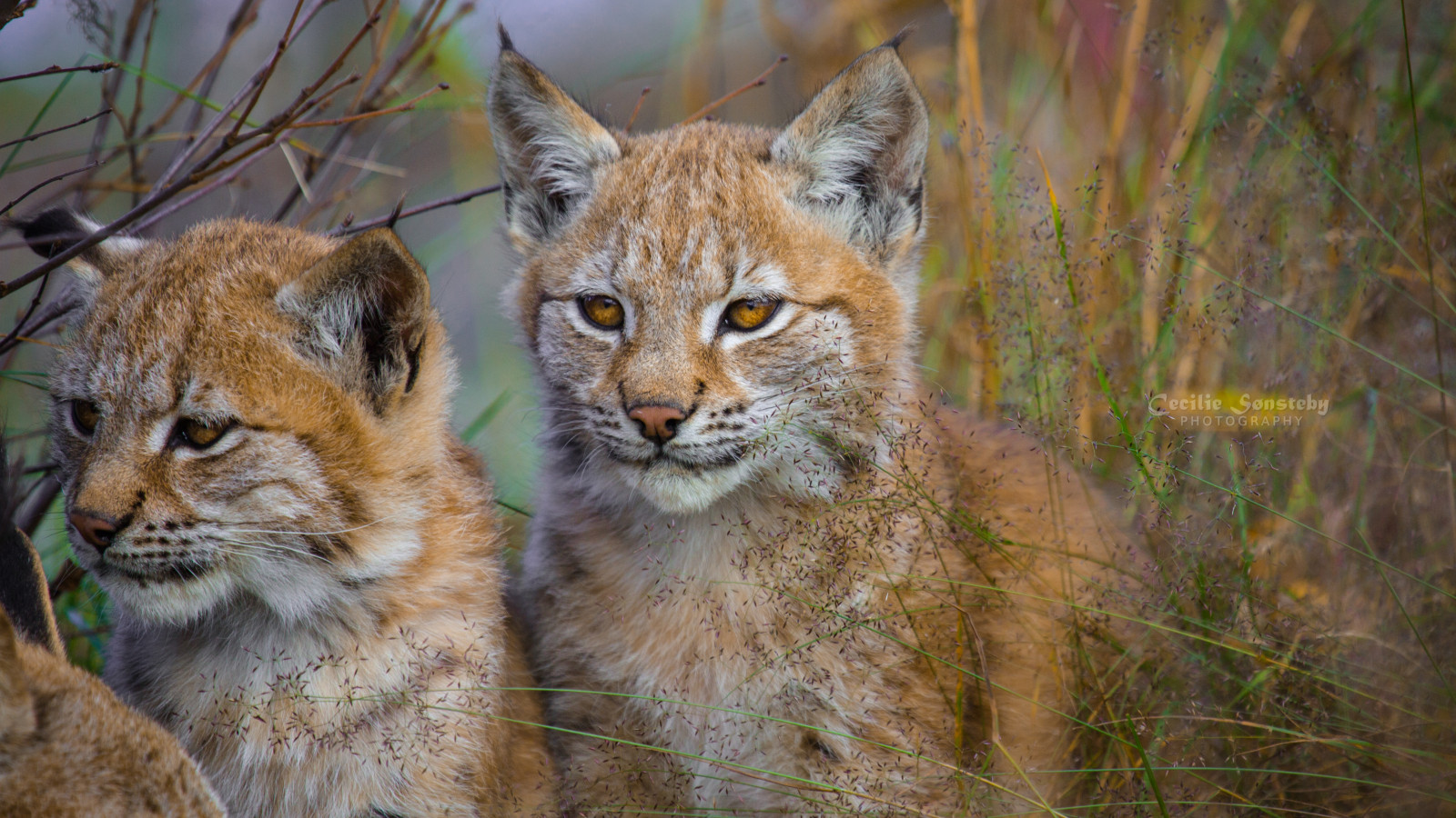 Herbst, Porträt, Tier, Tiere, Nahansicht, Katze, Kanon, Oktober, Ngc, Kätzchen, Geschwister, Npc, Cubs, Strohhalme, Luchs, Gaupe, Langedrag, Markiii, Catfamily, Eurasianlynx, Lynxcub, Ef100400mmf4556lisusm, Specanimal, Specanimalphotooftheday, Lynxbaby, Lynxkitten, Canon5dmarkiii, Lynxfamilie
