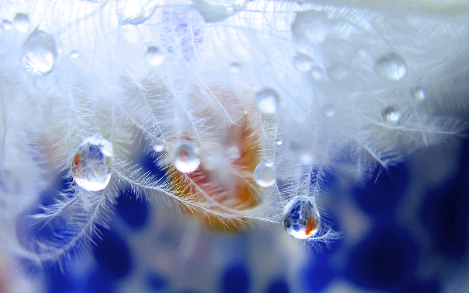 Wallpaper : water, blue, dew, flower, drop, drops, computer wallpaper