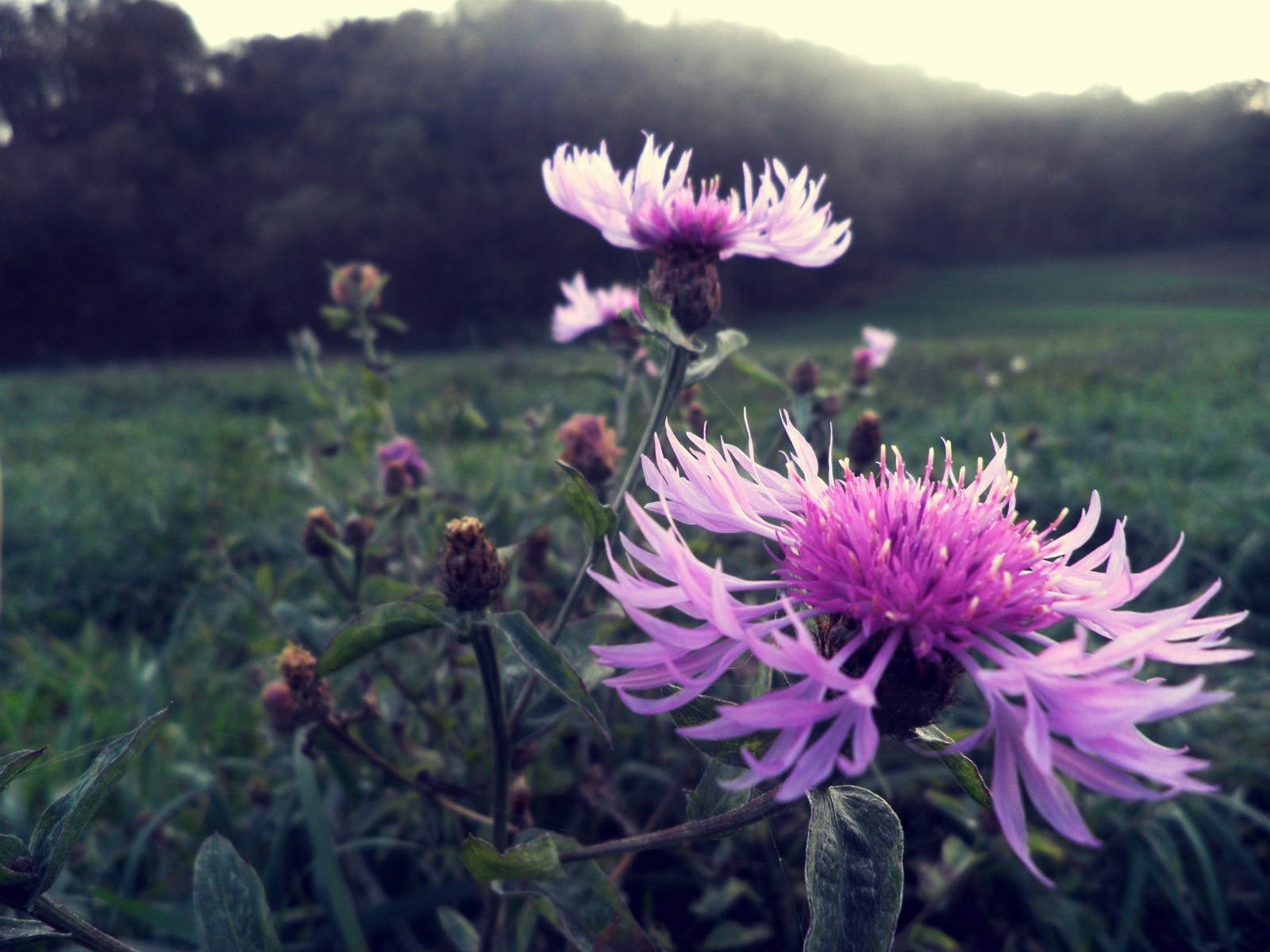 květiny, Příroda, tráva, detailní, květ, fialové květy, bodláky, květ, rostlina, flóra, bodlák, louka, divoká rostlina, botanika, suchozemská rostlina, kvetoucí rostlina, keř, makro fotografie, daisy rodina