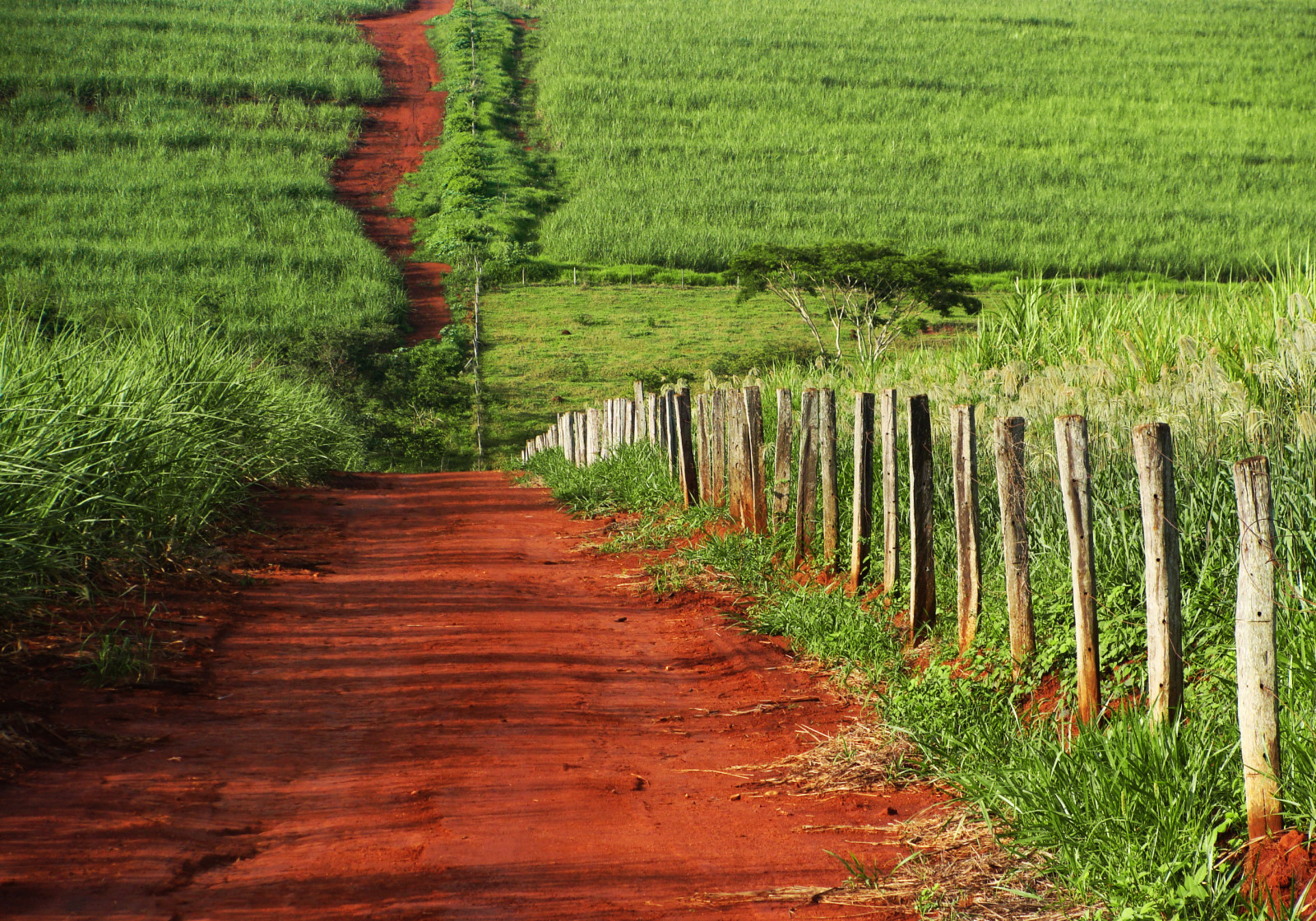 silnice, výlet, cestovat, Brazílie, nebe, Příroda, tráva, Rychlost, plot, krajina, Řídit, strada, cesta, prozkoumat, Estrada, cesta, Dálnice, cerrado, přední strana, Goiania, Goias, duetos