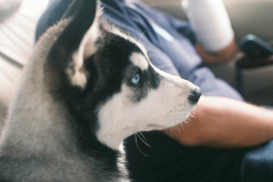 Wallpaper Dogs Husky Face Flowers Baby 2560x1600 Wallup Hd Wallpapers Wallhere Wallpaper Dogs Husky Face Flowers Baby 2560x1600 Wallup Hd Wallpapers Wallhere