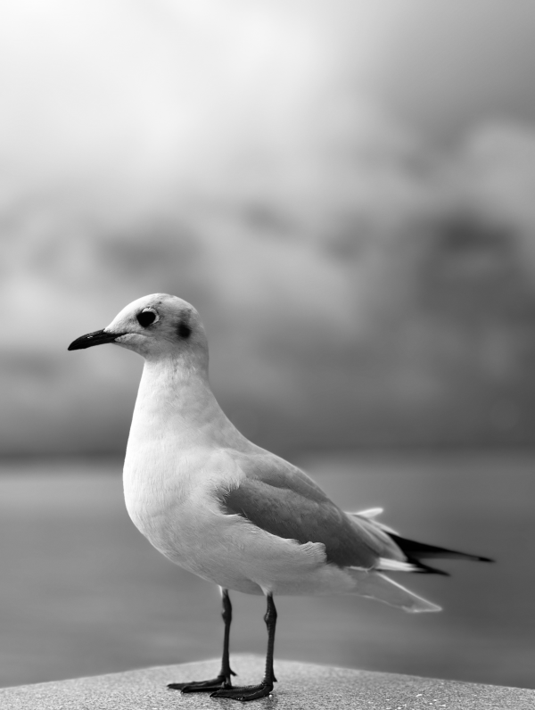 seagulls,nature,clouds,sea,blurred,monochrome