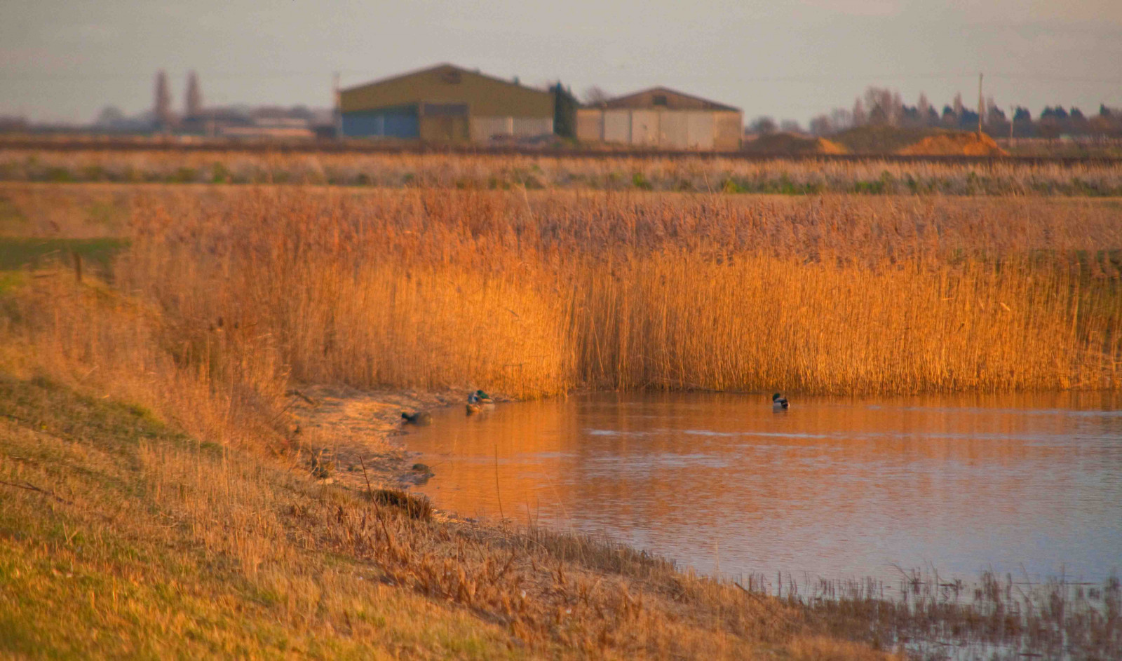 slunečnímu záření, krajina, jezero, voda, Příroda, odraz, tráva, nebe, pole, Anglie, večer, ráno, řeka, Volně žijících živočichů, Kánon, soumrak, Spojené království, rákosí, banka, bažina, mokřadní, strom, lučina, venkov, přírodní rezervace, naturelovers, prostý, nádrž, Británie, prérie, bažina, tráva rodina, Phragmites, bažina, Swaine, hrabství, procházky, ekoregion, lužní, slanisek, bažina, Cambs, Barnack, Englishlandscapes, Lincs, Ukcounties, tidal marsh