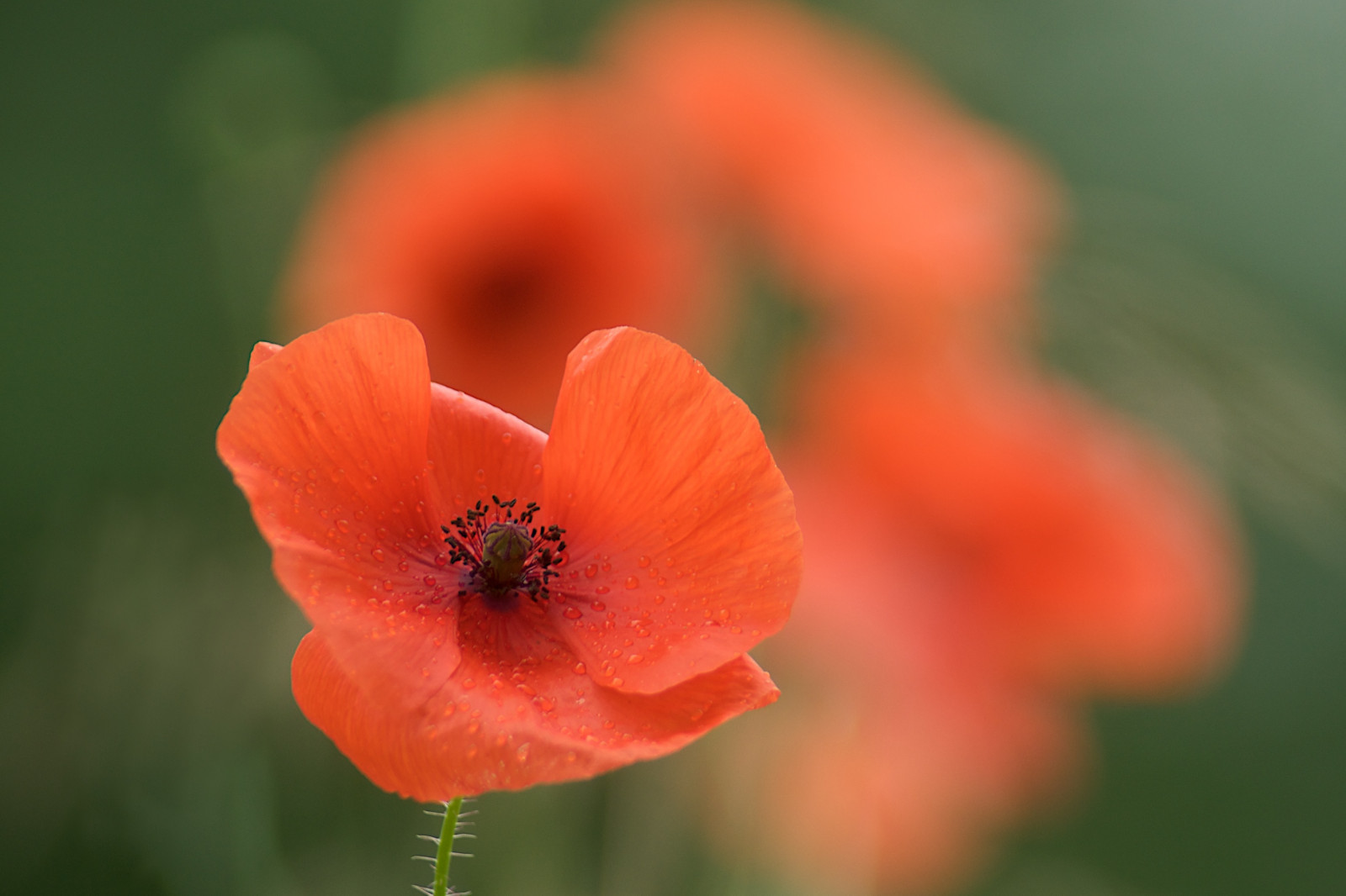 Poppie, Klaproos, krucifix, Červené, květ, Příroda, divoký, pavot, papaver, Rosella, Mohn, Unikko, mak, Papavero, Magone, Aguona, Papoula, Amapola, Ha ha, vallmo