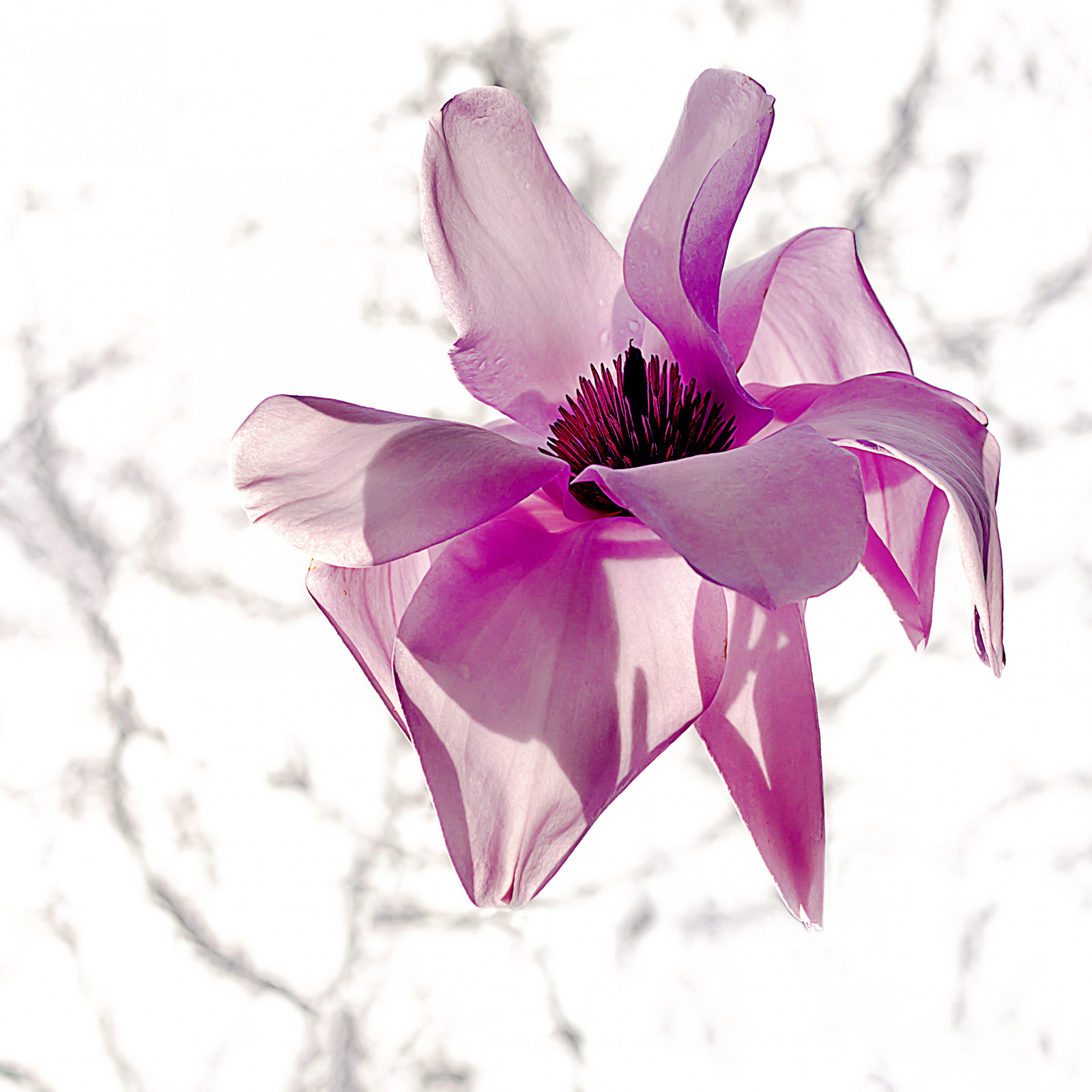 květiny, fotografování, nachový, náměstí, květ, růžový, jaro, magnólie, purpurová, světlo, květ, rostlina, květ, flóra, okvětní lístek, suchozemská rostlina, kvetoucí rostlina, zblízka, makro fotografie, kytice