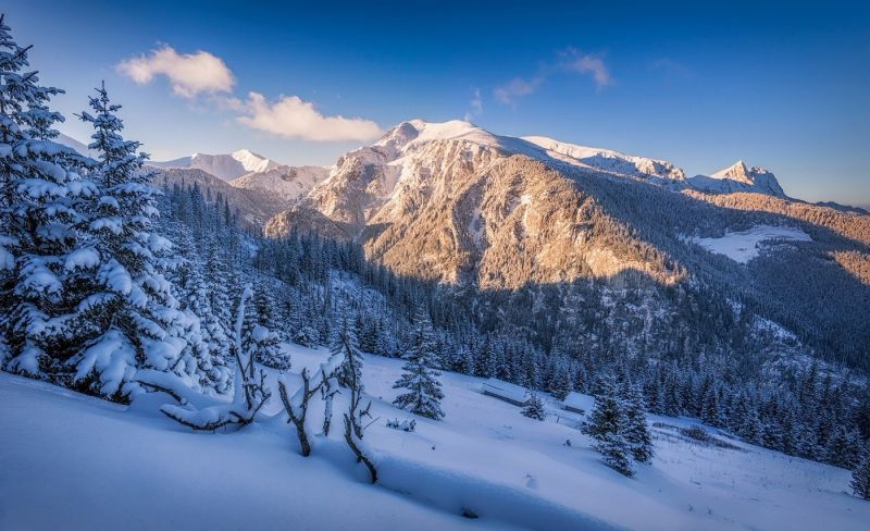 trees, landscape, forest, sunset, nature, snow trees, landscape, forest, sunset, nature, snow