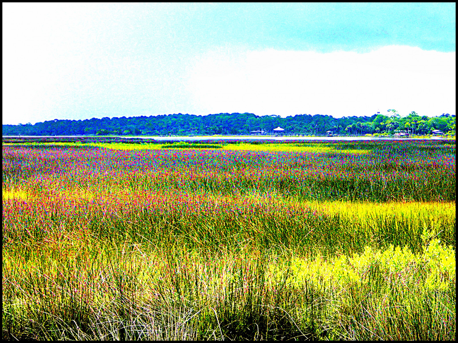 campo, ecosistema, Fiore di campo, cielo, prateria, prateria, prato, raccolto, fiore, famiglia di erba, erba, ecoregione, agricoltura, paesaggio, azienda agricola, canola, pianura, steppa, pianta, primavera, merce, piantagione, impianto di senape, colza