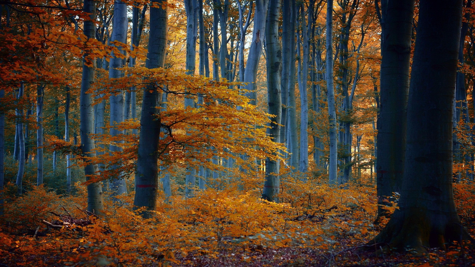 luce del sole, alberi, foresta, autunno, le foglie, natura, legna, ramo, giallo, natura selvaggia, albero, autunno, foglia, pianta, stagione, 1920x1080 px, bosco, habitat, ambiente naturale, pianta legnosa, ecosistema, temperata foresta di conifere, bioma, foresta temperata, deciduo, larice