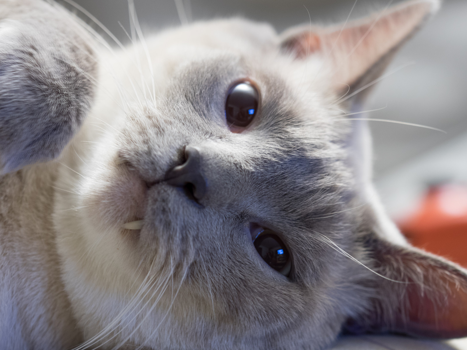 แมว, Olympus, พลธนู, em1, 40150 มม, olympusm40150mmf28