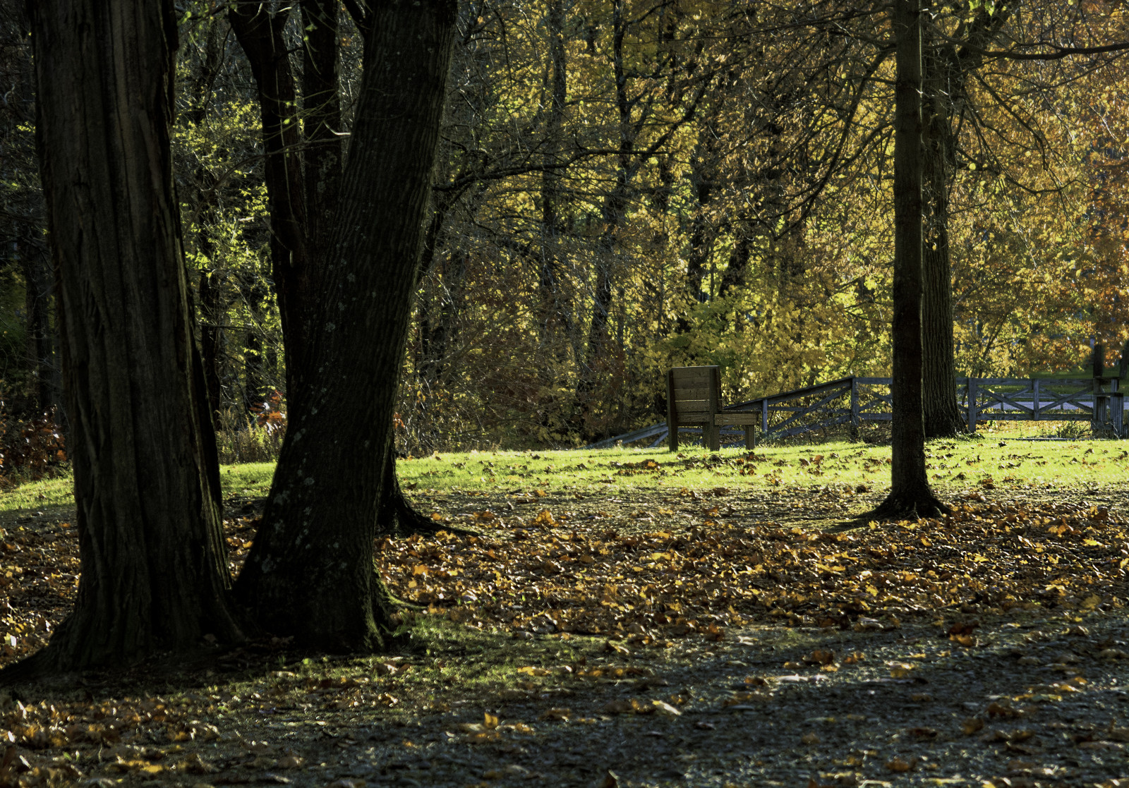 sollys, landskab, Skov, efterår, natur, græs, himmel, parkere, afdeling, blå, bænk, sti, forår, træ, efterår, blad, plante, skov, lund, Algonquin, vedplante, økosystem, tempererede nåleskove, biom, bagagerum, græs familie, gamle vækst skov, tempereret løvfældende skov, løvfældende, state Park, Vision udendørs 0857, Vision plante 0681, Vision himmel 0562, Vision tekst 0507, spruce fir forest