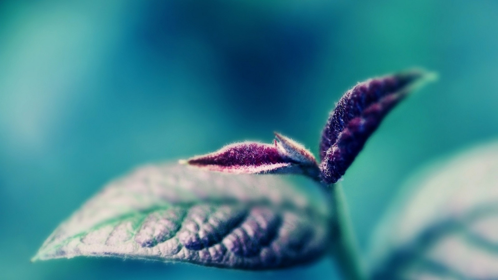 sai, agua, natureza, Plantas, Fundo azul, fotografia, roxa, fechar-se, verde, azul, pólen, cor, folha, flor, plantar, olho, flora, pétala, Papel de parede do computador, órgão, fechar-se, Macro fotografia