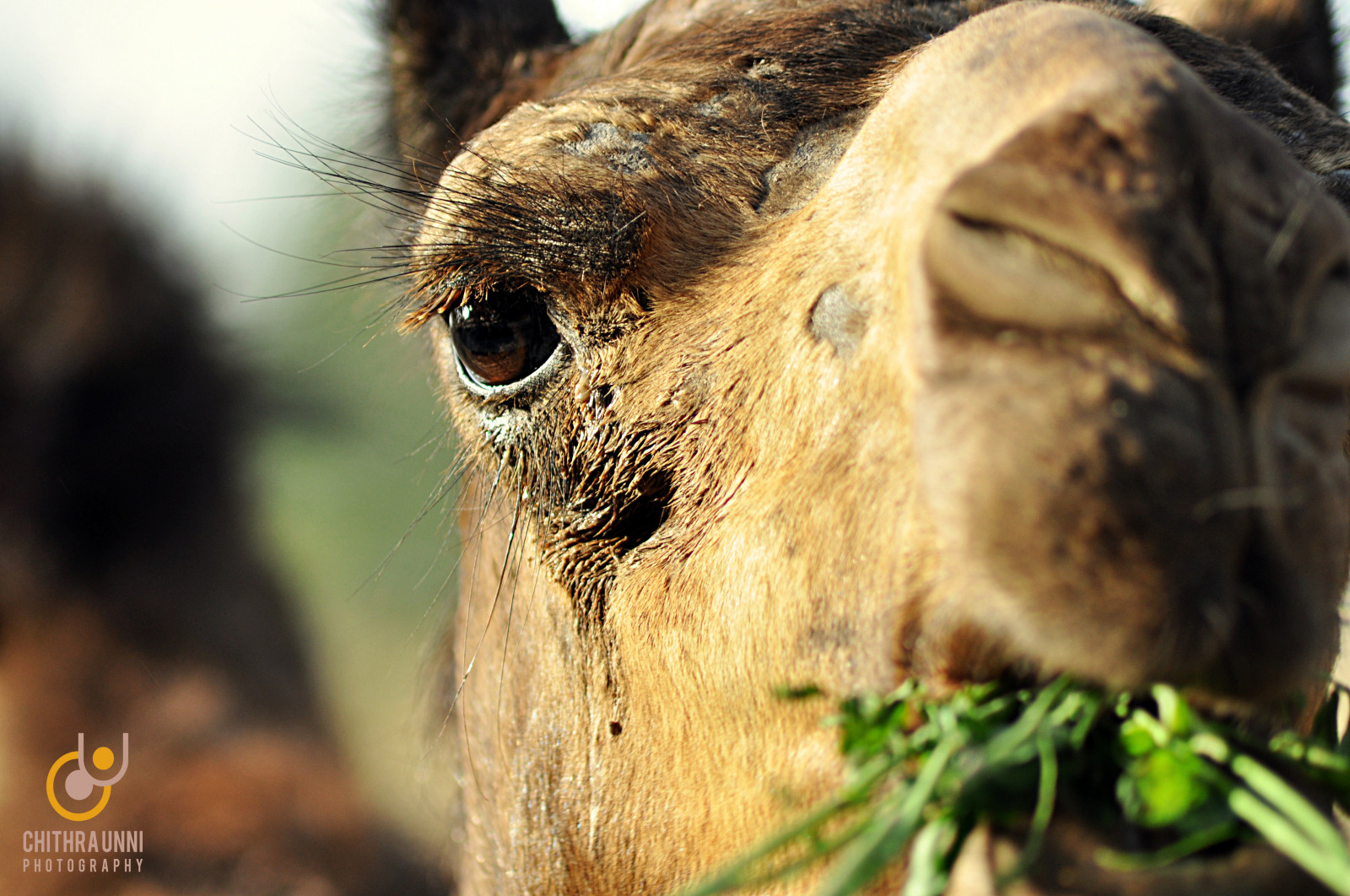 bellissimo, erba, occhi, Nikon, Dubai, ciglia, deserto, NGC, Emirati Arabi Uniti, cammello, unni, Chithra, d90, Camelrace, nikond90