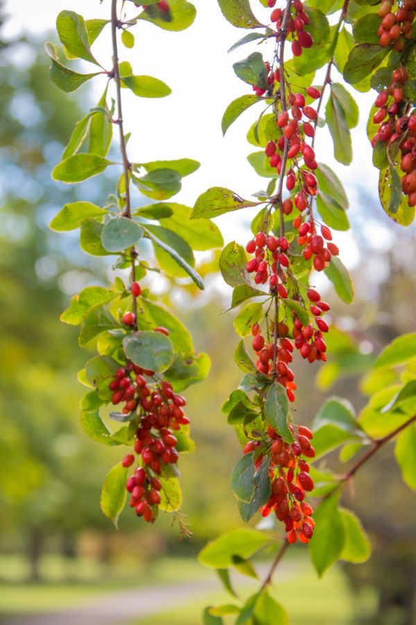 food, branch, blossom, garden, park, fruit