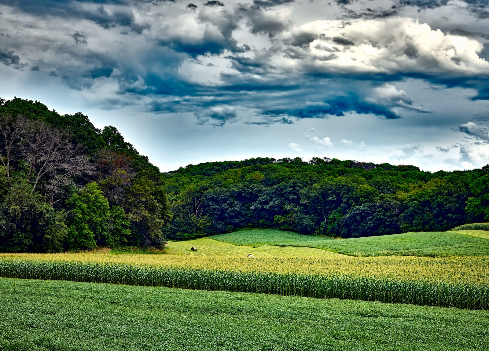 Tapety corn field, stromy, tráva, letní, Wisconsin 2200x1580