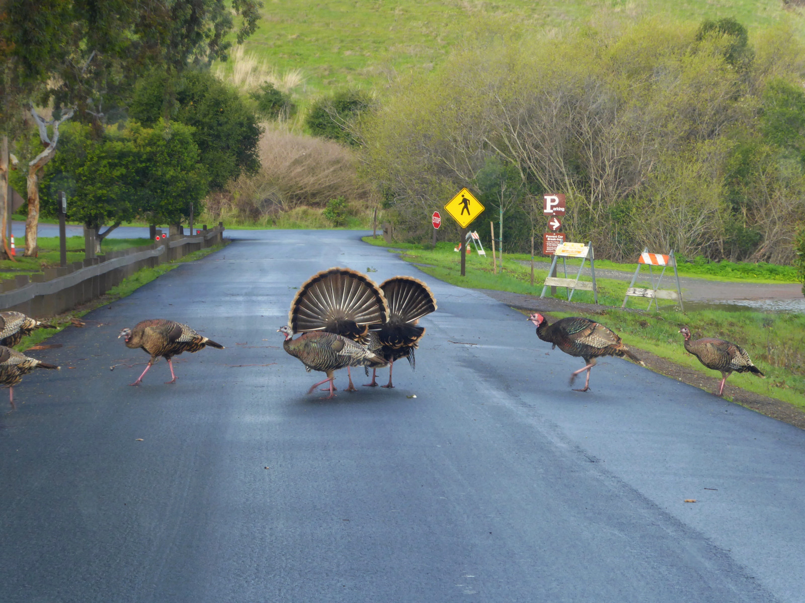 ebparksok, ebrp, coyotehills, fremontca, sfbayarea, divoký, krocan, crossingguard, pták