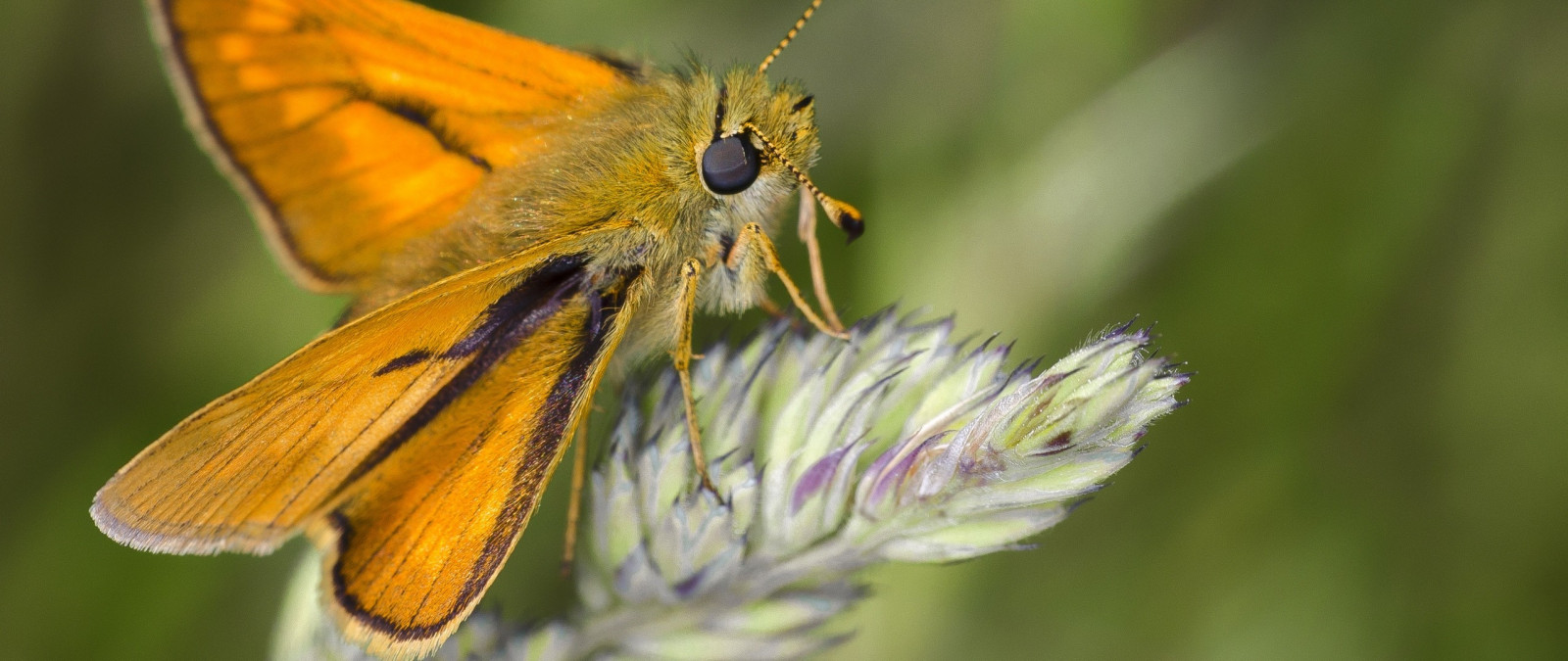 Příroda, fotografování, motýl, hmyz, žlutý, Volně žijících živočichů, Rozmazané, květ, flóra, louka, fauna, divoká rostlina, prérie, botanika, zblízka, makro fotografie, závod stonek, bezobratlý, členovců, nektar, opylovači, můry a motýli, lycaenid, Colias, Pieridae