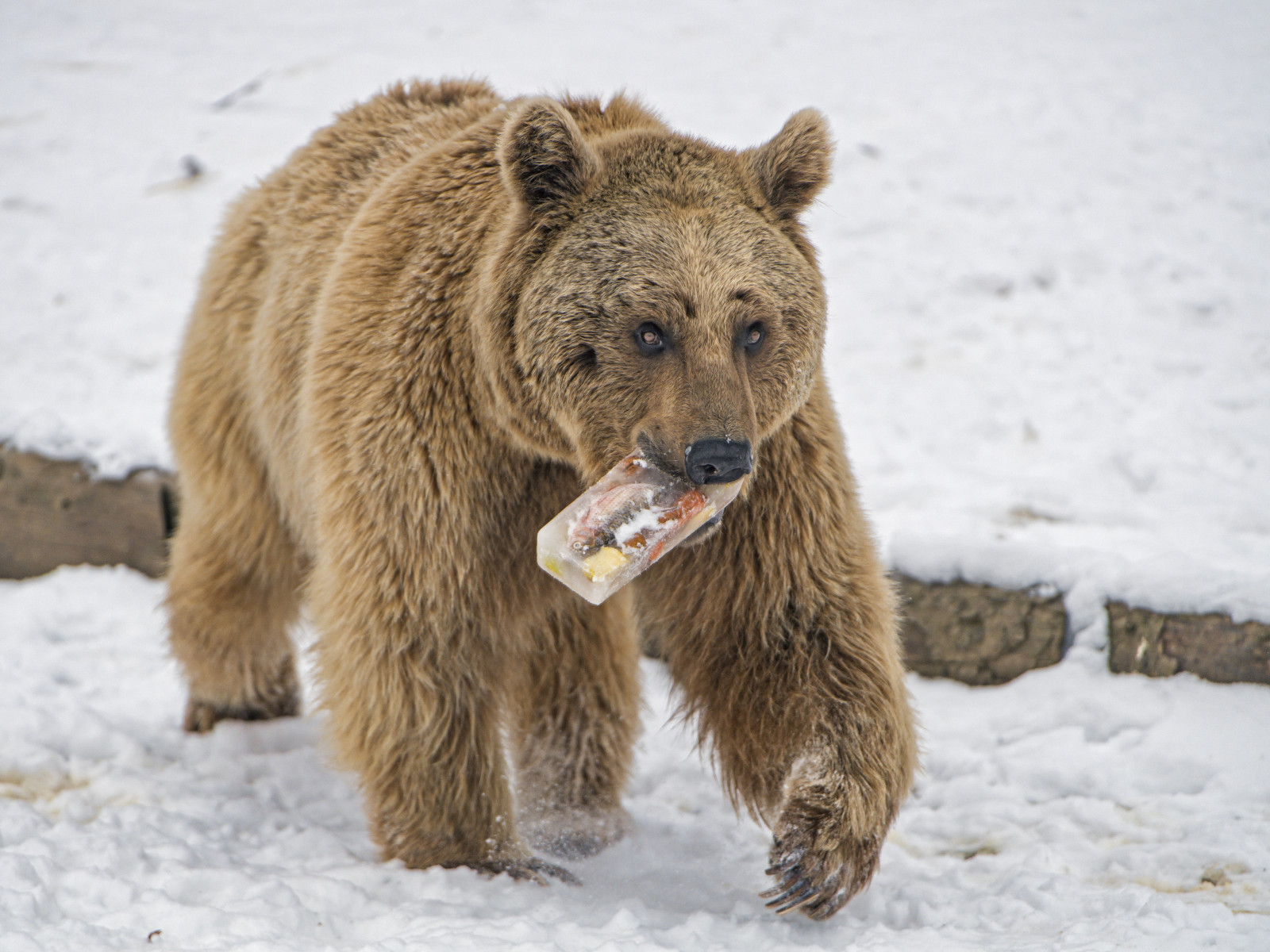 chůze, Transporint, jídlo, zmrzlina, portrét, hrdý, hnědý, medvěd, sníh, zima, Studený, Arth, Goldau, tierpark, zoologická zahrada, Švýcarsko, Nikon, d5