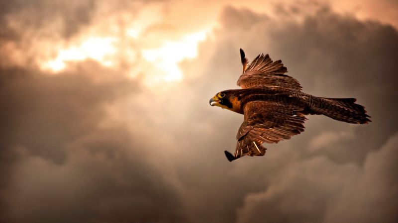 luz de sol, naturaleza, cielo, Mañana, ave de rapiña, águila luz de sol, naturaleza, cielo, Mañana, ave de rapiña, águila