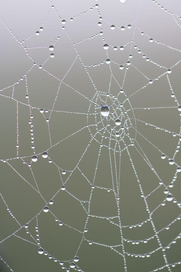 water,nature,reflection,pattern,dew,spider