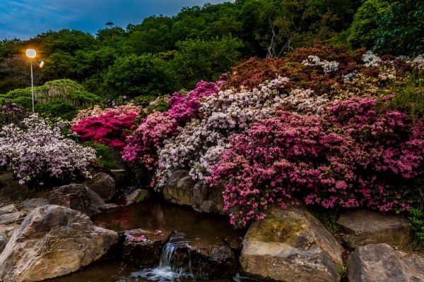 Japan,ashikagaflowerpark,tochigi,azalea,evening,flower