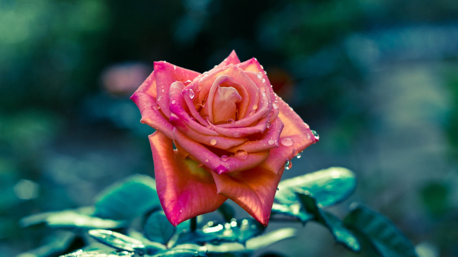 Červené, fotografování, zelená, Lístky, růže, květ, pruhovaný, růžový, květ, rostlina, flóra, kapky, pupen, okvětní lístek, suchozemská rostlina, kvetoucí rostlina, zblízka, makro fotografie, závod stonek, zahradní růže, růže rodina, růže objednávka