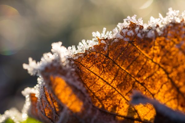 sunlight,nature,reflection,photography,macro,branch