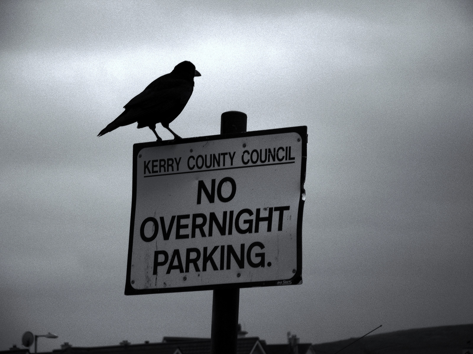 oceán, nebe, irština, hnědý, ptactvo, zvěř, podepsat, Šedá, město, kód, Europa, evropský, parkoviště, nebe, Království, pravidla, irland, irsko, Kerry, atlantický, Uccelli, zakázaný, cielo, animaux, Kartello, Bruttotempo, animali, Verboten, Insegna, špatné počasí, vogel, irlandese, Irlanda, parcheggio, Irlande, Regeln, Corvo, Atlantico, Parken, Hrabství Kerry, Divieto, nuvoloso, Vlack, Volatile, irlandia, cloudly, Regole, Regel, tieren, Kódy, Civlizace