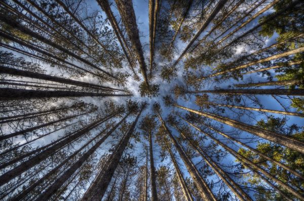 arbre,la nature,ciel,Plante boisée,forêt,branche