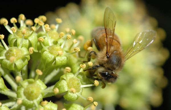 Bee, flower, pollination, petals