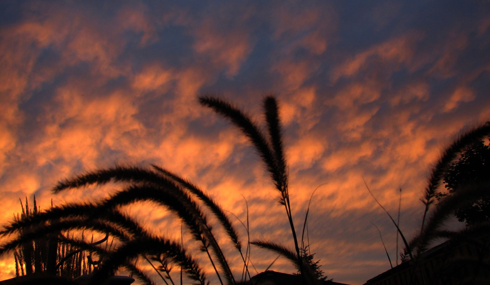 slunečnímu záření, krajina, západ slunce, zahrada, tráva, nebe, větev, svítání, večer, ráno, slunce, horizont, atmosféra, Kanada, soumrak, Ontario, 2007, široký úhel, mrak, strom, svítání, cans2s, počítač tapeta, Atmosféra Země, odlesk, červená obloha v dopoledních hodinách, meteorologický jev, perfectsunsetssunrisesandskys, Barrie, Canonpowershots3is, stock photography