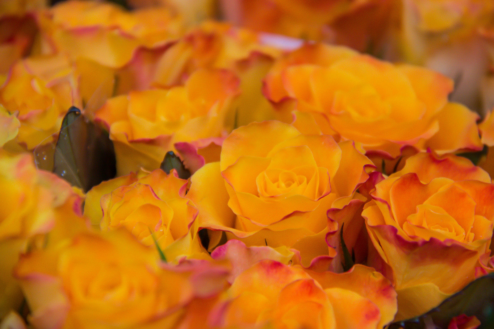 Wallpaper yellow, Ros, Denmark, Copenhagen, leaf, flower, flora, blomma, danmark, k penhamn