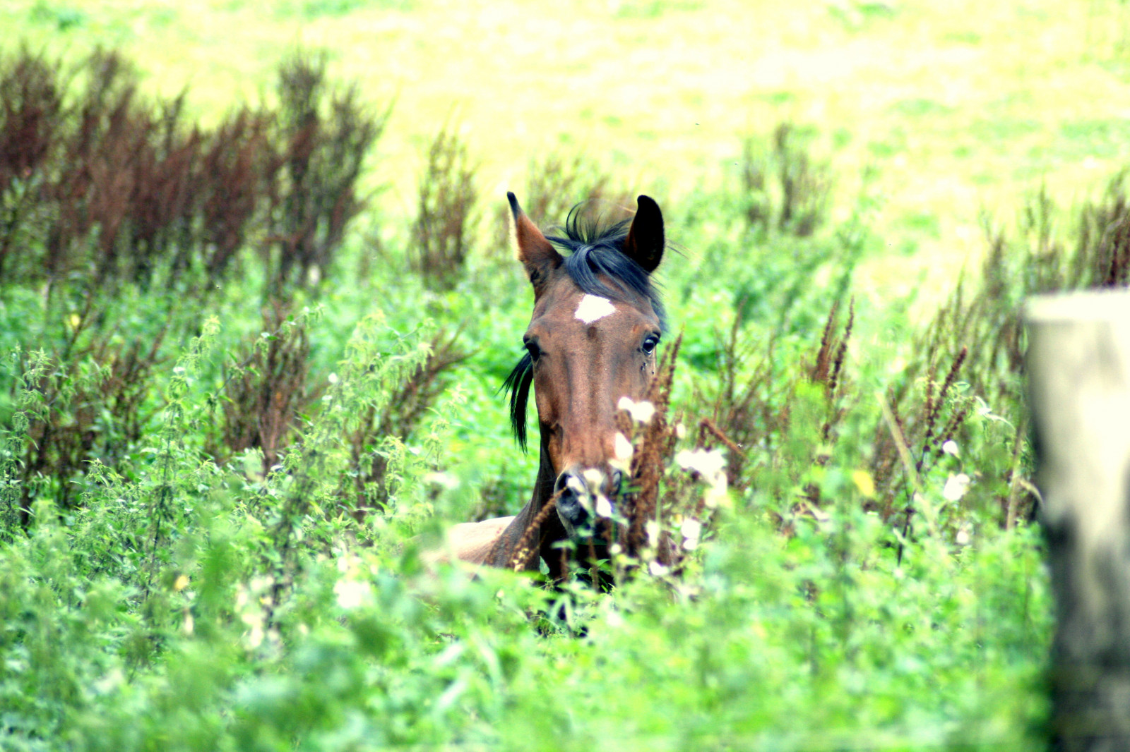 horse, grass, field, wildlife, farm, Kon, tree, grassland, livestock, pasture, foal, meadow, mare, fauna, bunt, cheval, prairie, snout, grass family, mane, horse like mammal, stallion, mustang horse, pack animal, grazing, ecoregion, caballo, pferd, cavallo, hest, calimero, hannoveraner, b mitz