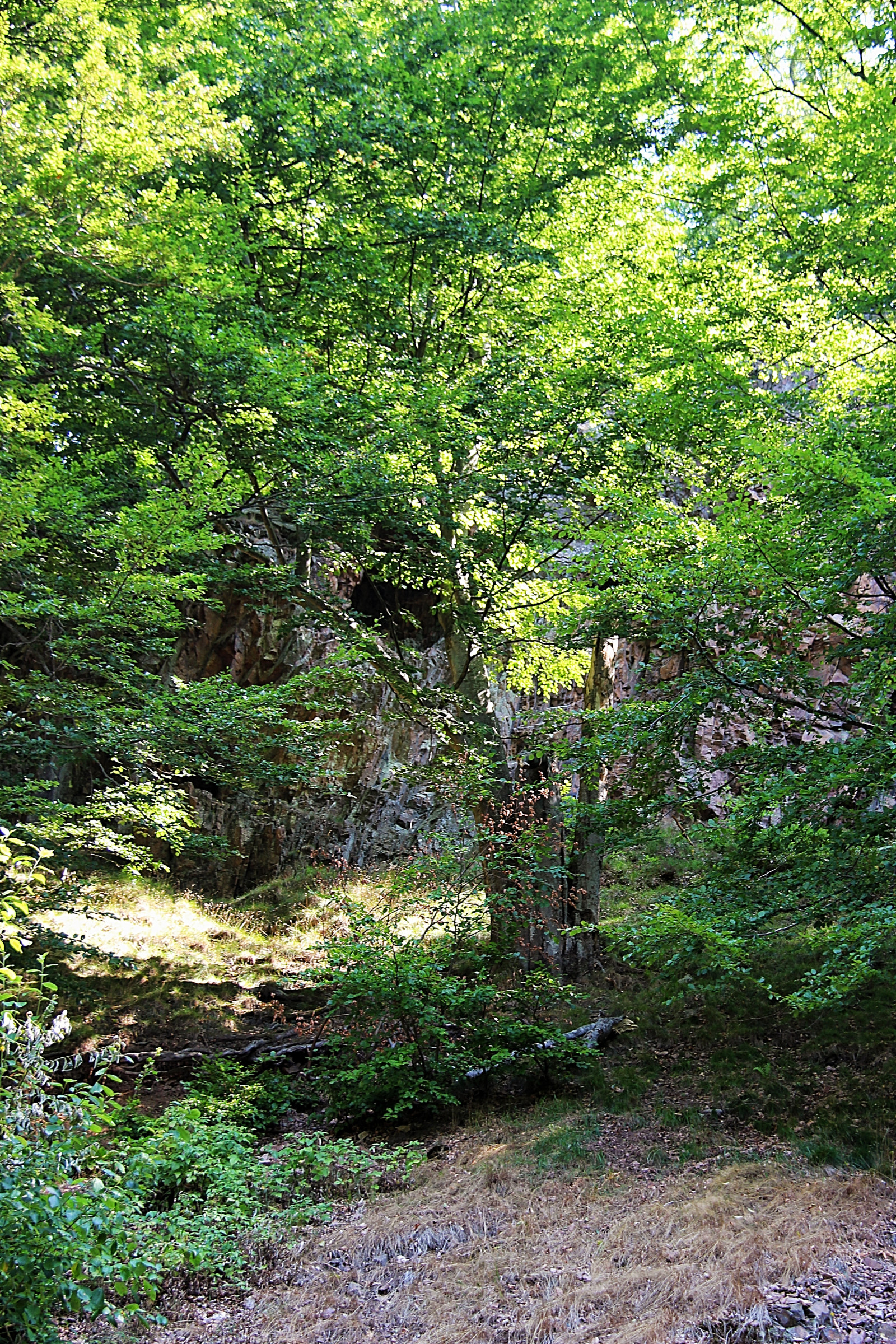 Skov, have, sø, natur, parkere, grøn, ødemark, jungle, strøm, regnskov, ryg, træ, efterår, blad, blomst, plante, flora, skov, skog, sti, vegetation, s der sen, Nationalpark, l vskog, hårdttræ, skov, levested, naturligt miljø, botanik, vedplante, økosystem, biom, Busk, gamle vækst skov, tempereret løvfældende skov, løvfældende