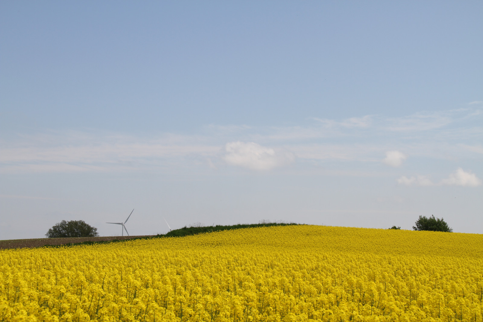 jídlo, nebe, pole, žlutý, horizont, řepkového, květ, lučina, rostlina, znásilnění, nárazy, řepka, rapefield, zemědělství, louka, prostý, prérie, oříznutí, venkov, vyrobit, suchozemská rostlina, kvetoucí rostlina, tráva rodina, zeleninový, brassica, hořčice závod, hořčice a zelí rodina