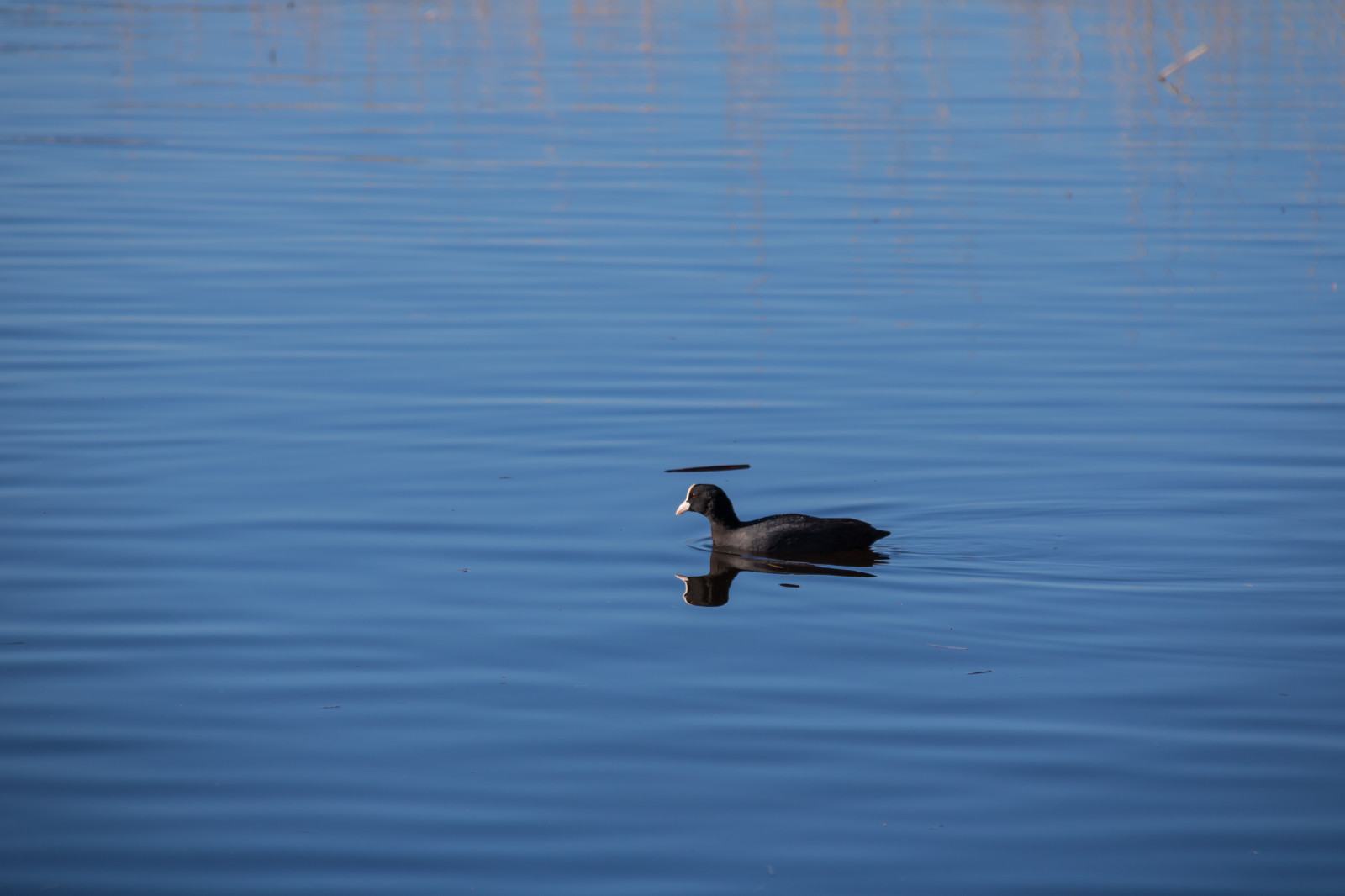 lago, acqua, riflessione, blu, anatra, uccello, vatten, h r, sj, f gel, folaga, Soth na, ringsj n, ala, Uccelli acquatici, vertebrato, acqua uccello, anatre, oche e cigni
