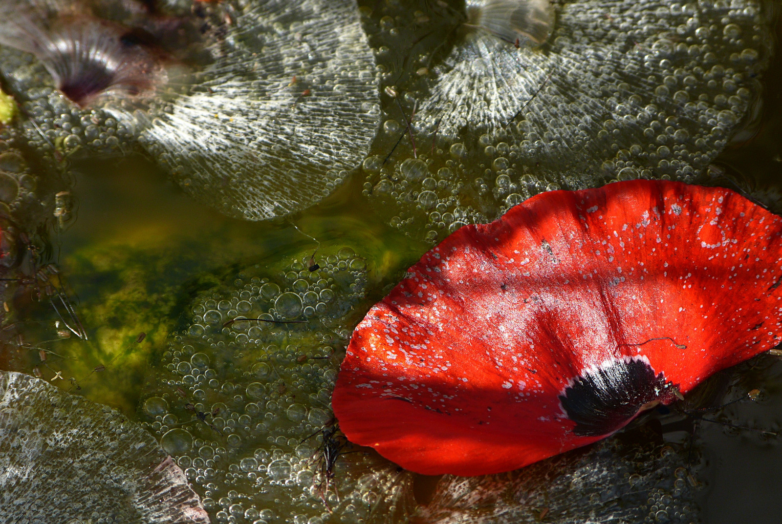 zahrada, voda, Příroda, Červené, Pod vodou, biologie, list, květ, rostlina, mák, flóra, okvětní lístek, fauna, panasonicdmcfz150, zblízka, makro fotografie, bezobratlý, mořská biologie, Tuin, Klaproos, bloemblad, 1160793