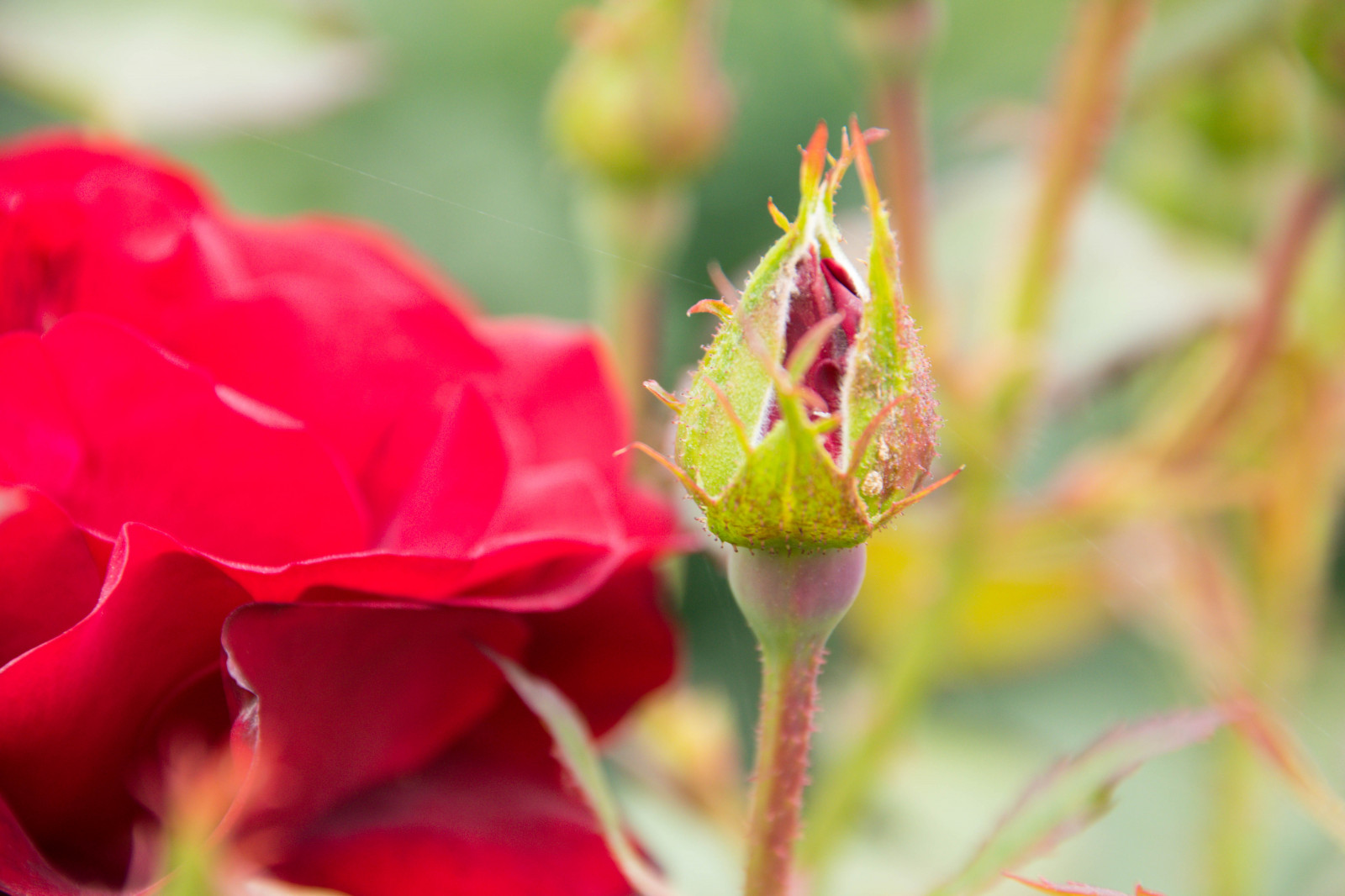 Příroda, Červené, fotografování, žlutý, růže, květ, Evropa, růžový, Dánsko, Kodaň, list, květ, rostlina, flóra, pupen, Danmark, k benhavn, regionhovedstaden, dk, kongenshave, thekingsgarden, sros, v xter, okvětní lístek, divoká rostlina, botanika, suchozemská rostlina, kvetoucí rostlina, zblízka, makro fotografie, závod stonek, zahradní růže, růže rodina