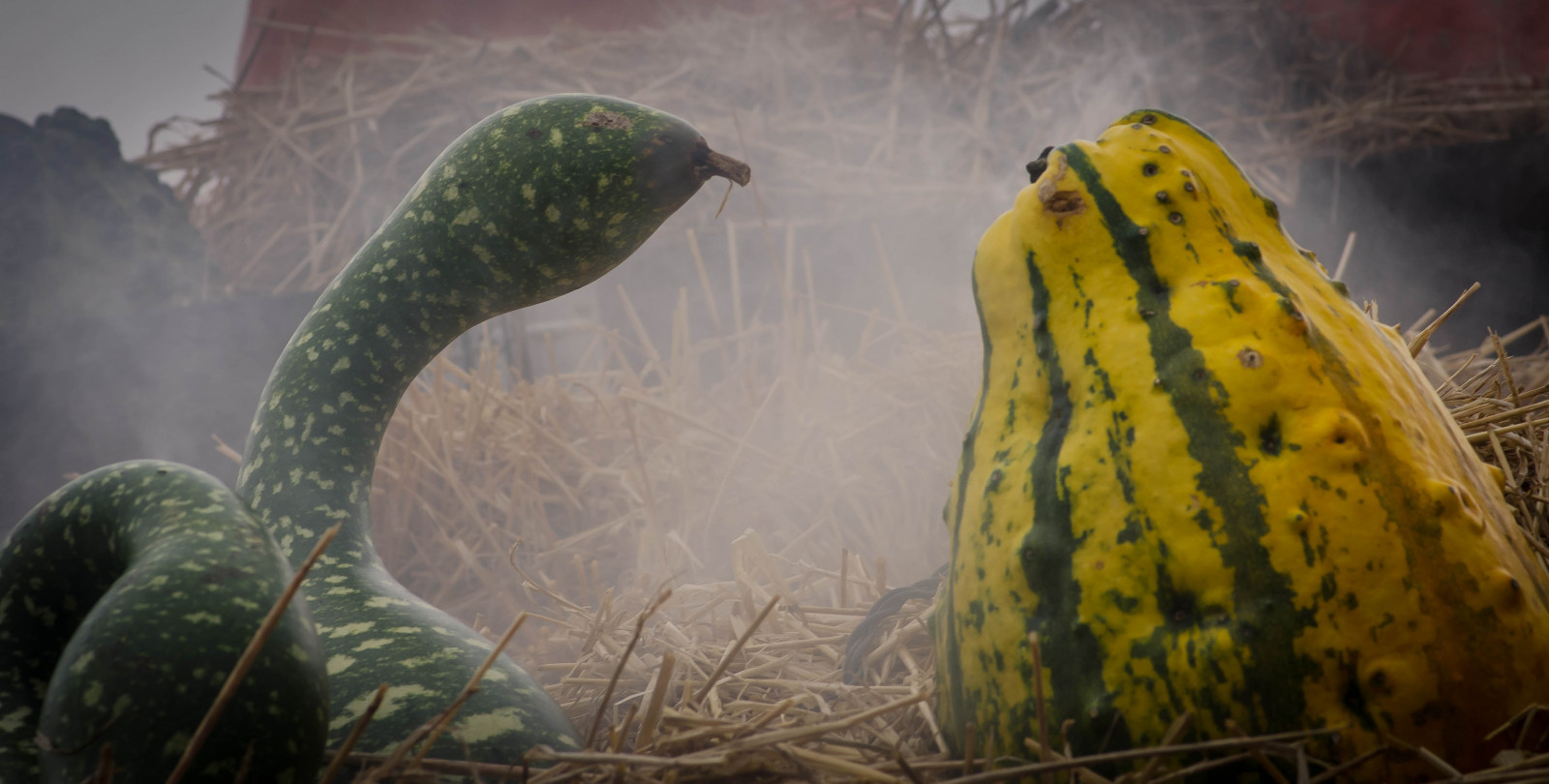 Wallpaper Halloween, Sweden, pumpkins, Scania, 4563x2311