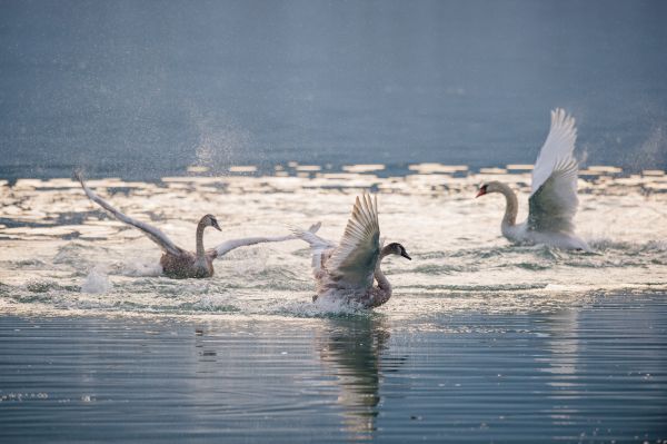 animals, sea, water, nature, reflection, winter